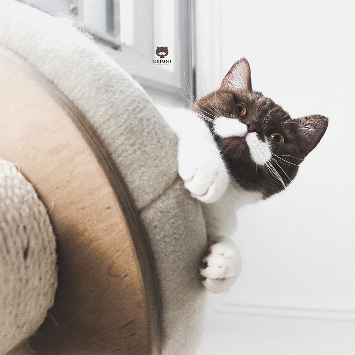 Meet Gringo, The Cat Who Mustached His Way Into Our Hearts