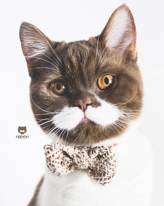 Meet Gringo, The Cat Who Mustached His Way Into Our Hearts