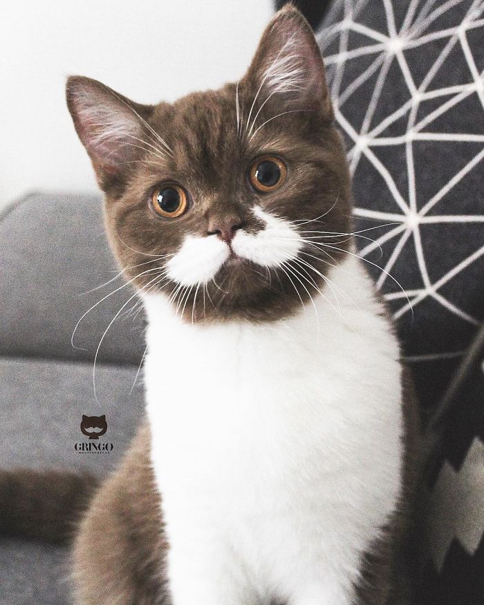 Meet Gringo, The Cat Who Mustached His Way Into Our Hearts