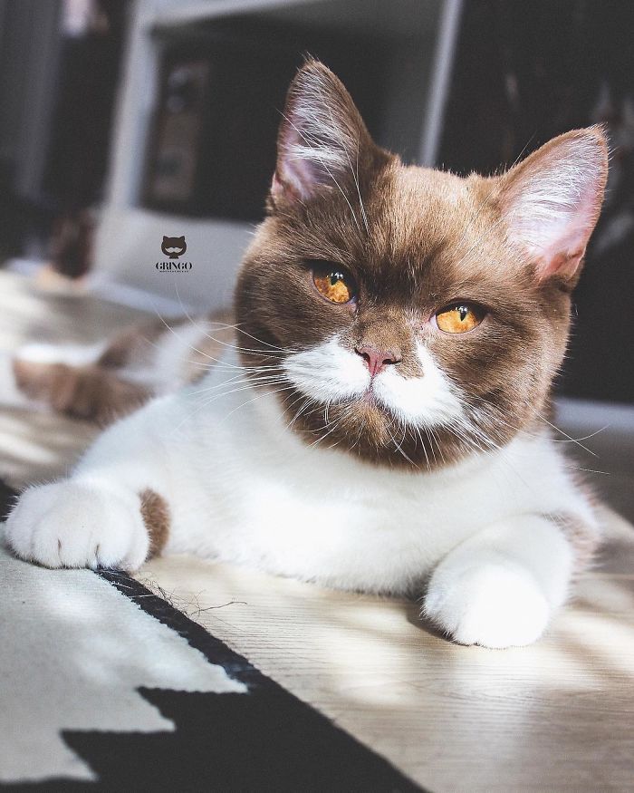 Meet Gringo, The Cat Who Mustached His Way Into Our Hearts