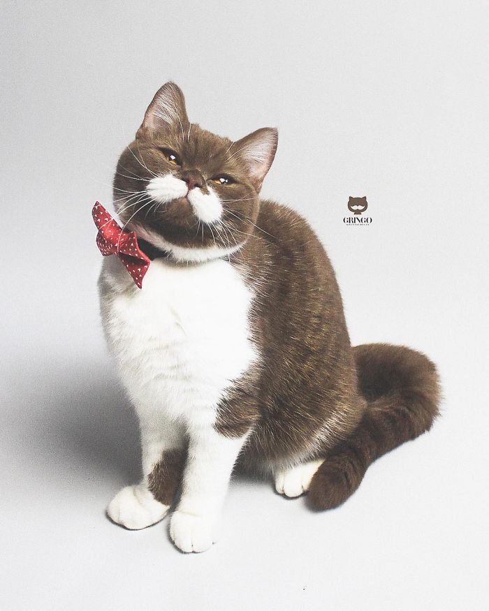 Meet Gringo, The Cat Who Mustached His Way Into Our Hearts