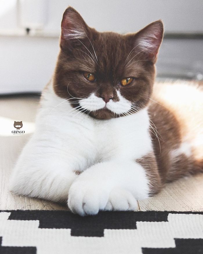 Meet Gringo, The Cat Who Mustached His Way Into Our Hearts