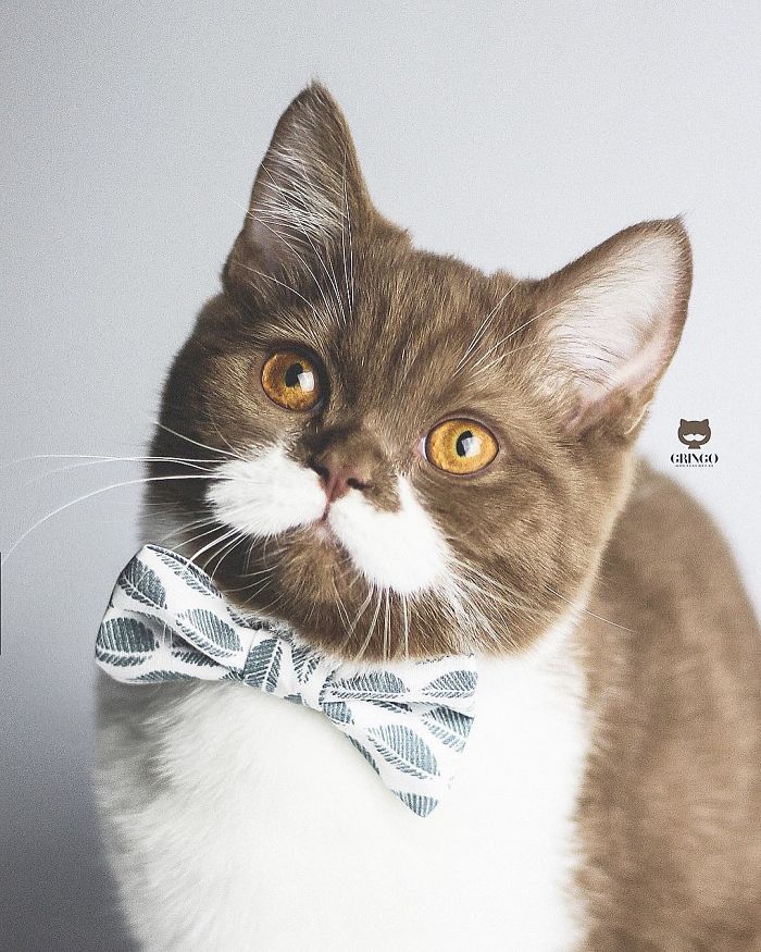 Meet Gringo, The Cat Who Mustached His Way Into Our Hearts