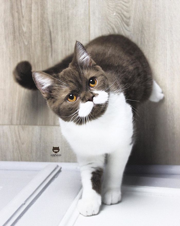 Meet Gringo, The Cat Who Mustached His Way Into Our Hearts