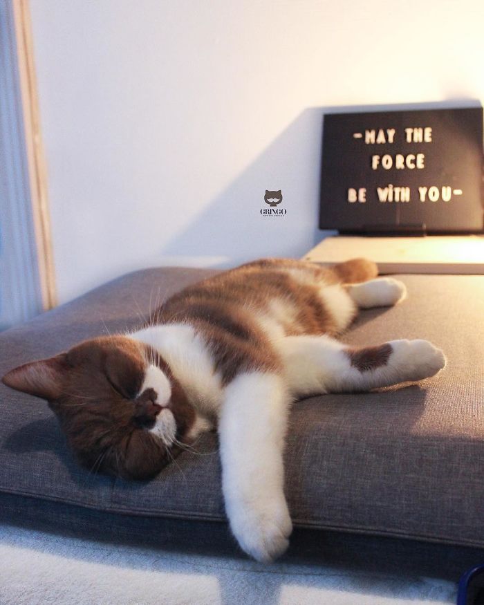 Meet Gringo, The Cat Who Mustached His Way Into Our Hearts
