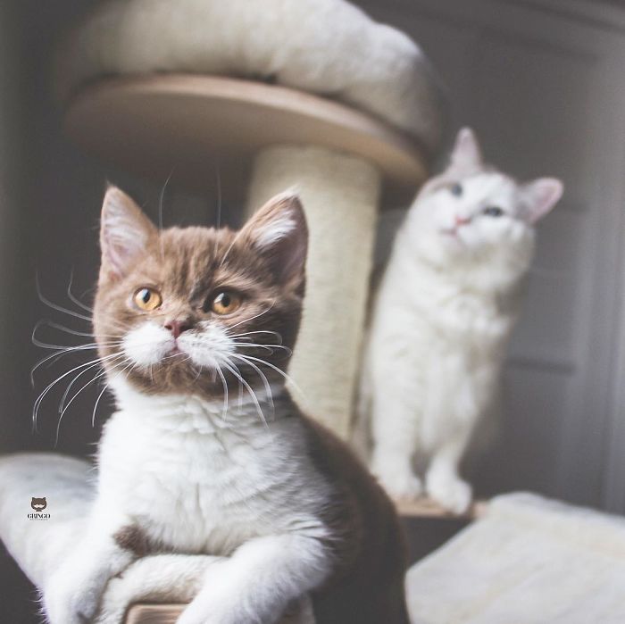 Meet Gringo, The Cat Who Mustached His Way Into Our Hearts