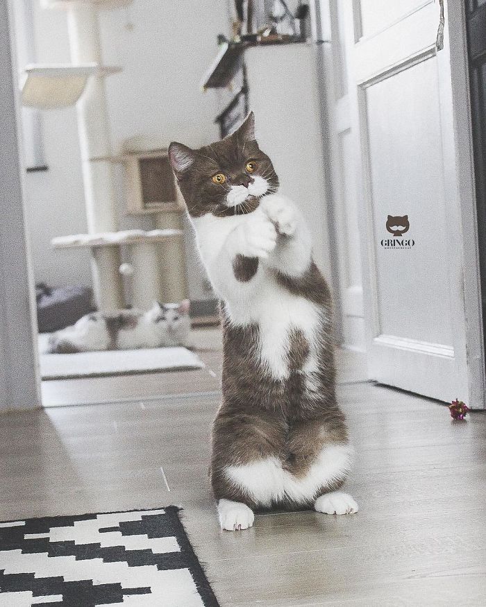 Meet Gringo, The Cat Who Mustached His Way Into Our Hearts