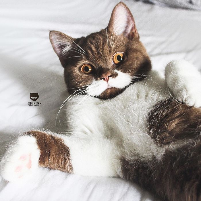 Meet Gringo, The Cat Who Mustached His Way Into Our Hearts