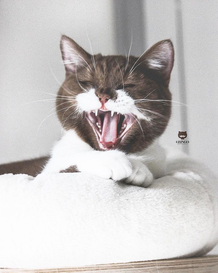 Meet Gringo, The Cat Who Mustached His Way Into Our Hearts