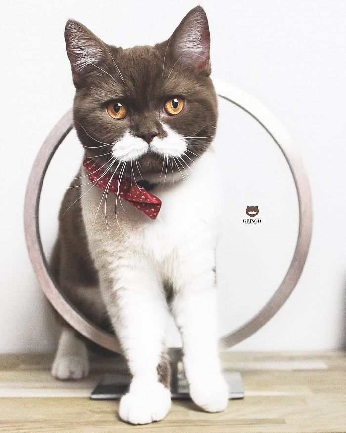 Meet Gringo, The Cat Who Mustached His Way Into Our Hearts