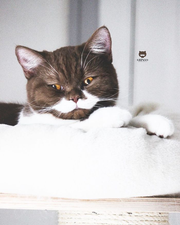 Meet Gringo, The Cat Who Mustached His Way Into Our Hearts