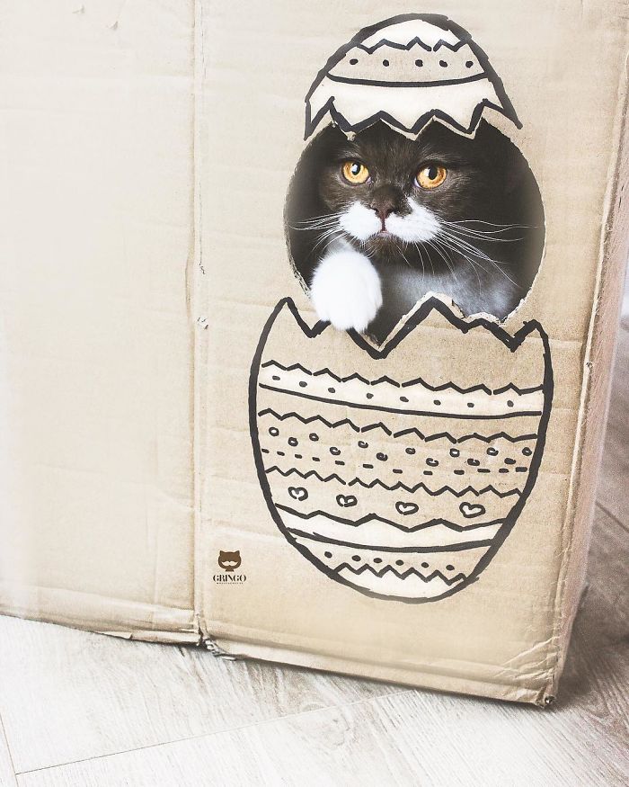 Meet Gringo, The Cat Who Mustached His Way Into Our Hearts