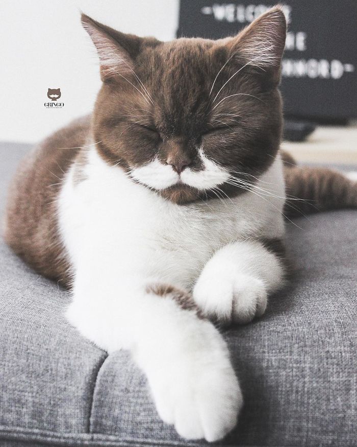 Meet Gringo, The Cat Who Mustached His Way Into Our Hearts
