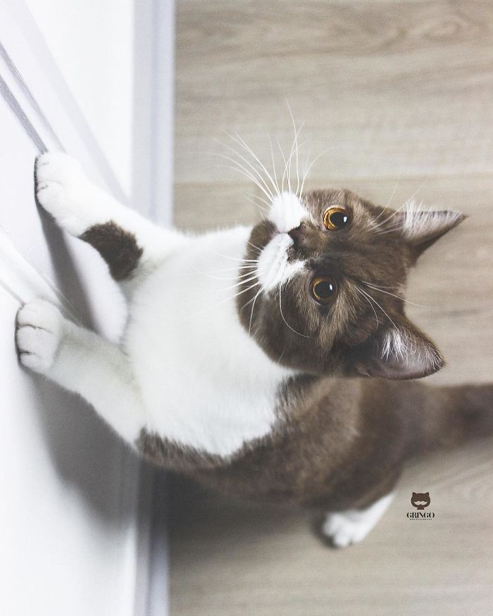 Meet Gringo, The Cat Who Mustached His Way Into Our Hearts