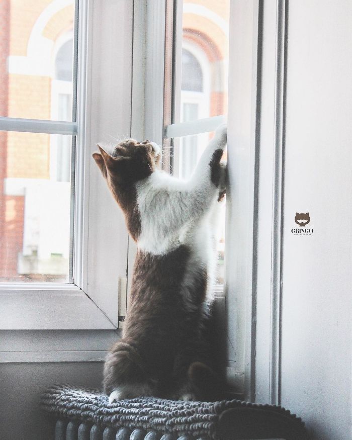 Meet Gringo, The Cat Who Mustached His Way Into Our Hearts