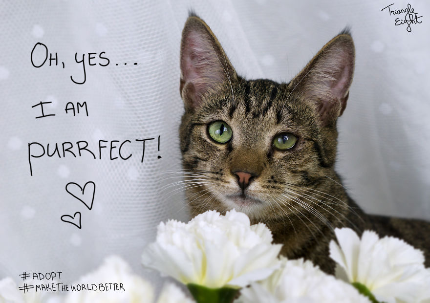 I Make Live Photos Of Homeless Cats To Help Them Find Home And Share Their Feelings With Us