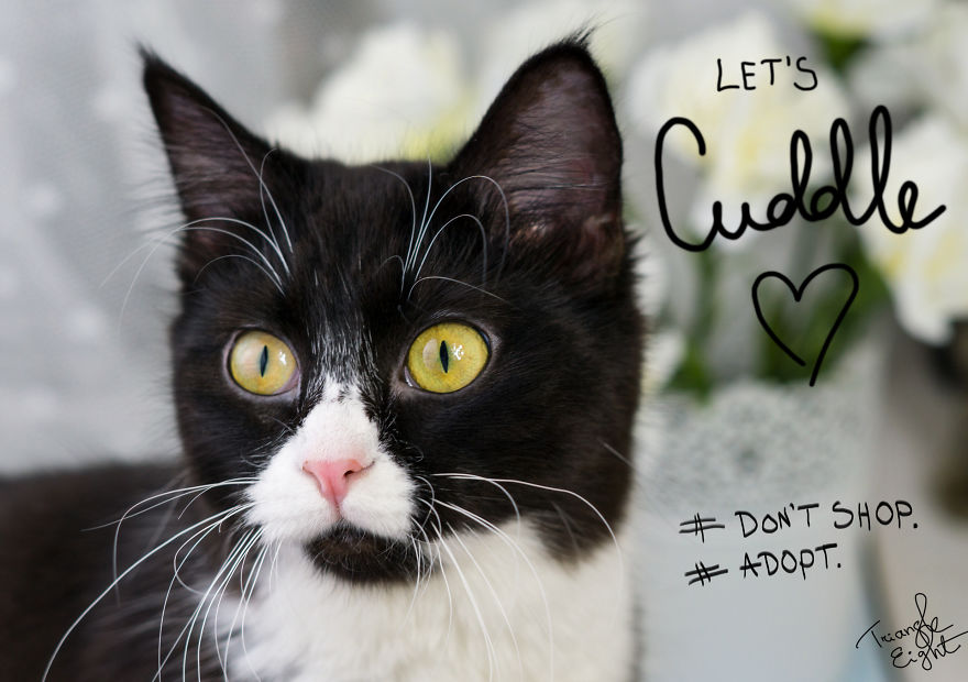 I Make Live Photos Of Homeless Cats To Help Them Find Home And Share Their Feelings With Us