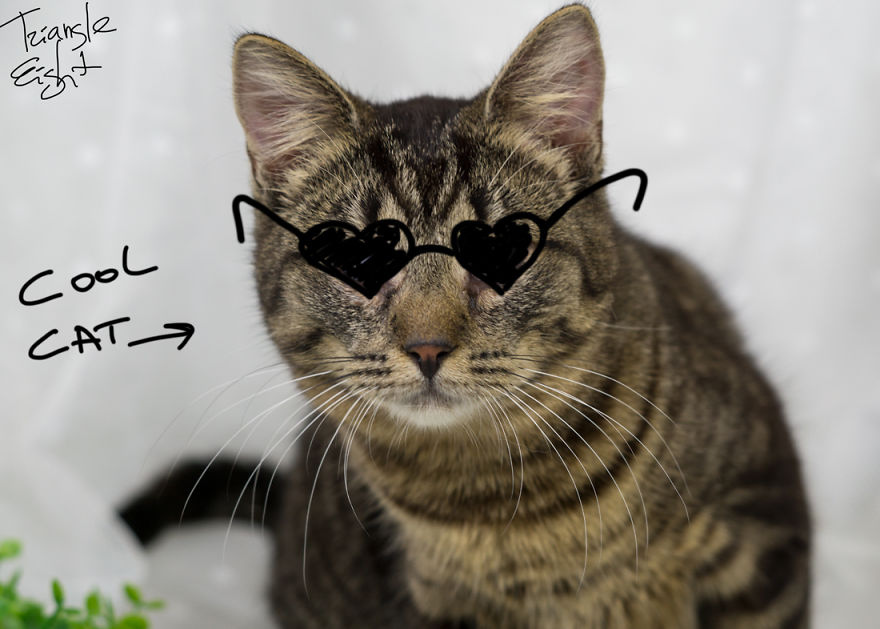 I Make Live Photos Of Homeless Cats To Help Them Find Home And Share Their Feelings With Us