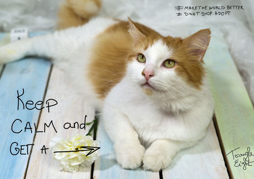 I Make Live Photos Of Homeless Cats To Help Them Find Home And Share Their Feelings With Us