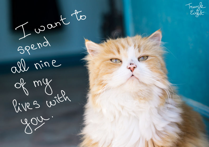 I Make Live Photos Of Homeless Cats To Help Them Find Home And Share Their Feelings With Us