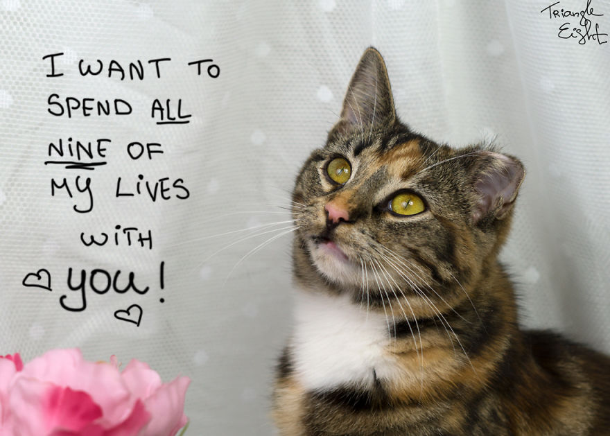 I Make Live Photos Of Homeless Cats To Help Them Find Home And Share Their Feelings With Us