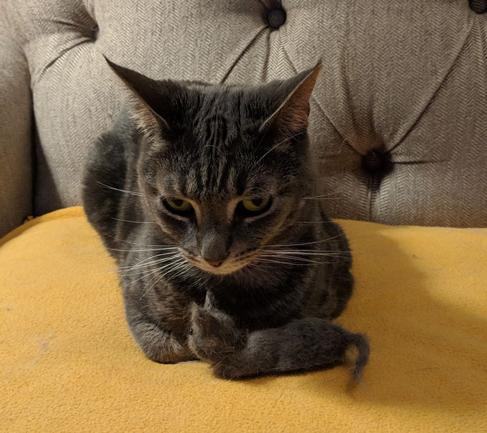 Woman Makes &#8216;A Cat Out Of Her Cat&#8217; By Using Cat&#8217;s Hair And The Result Inspires Others To Do The Same