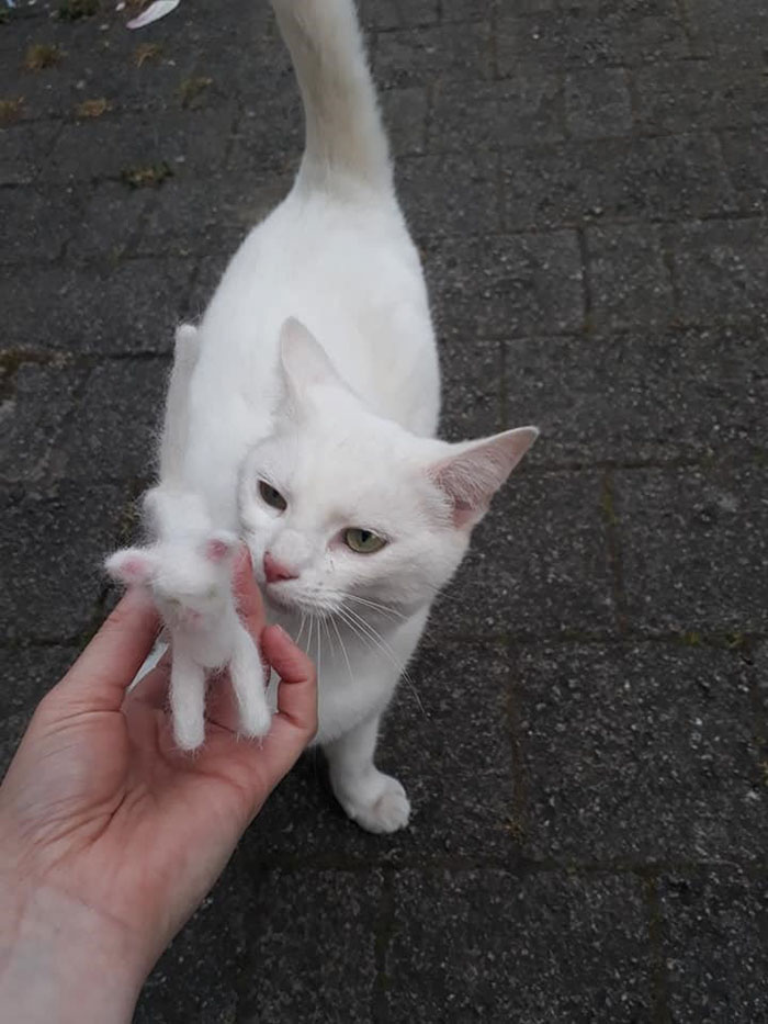 Woman Makes &#8216;A Cat Out Of Her Cat&#8217; By Using Cat&#8217;s Hair And The Result Inspires Others To Do The Same
