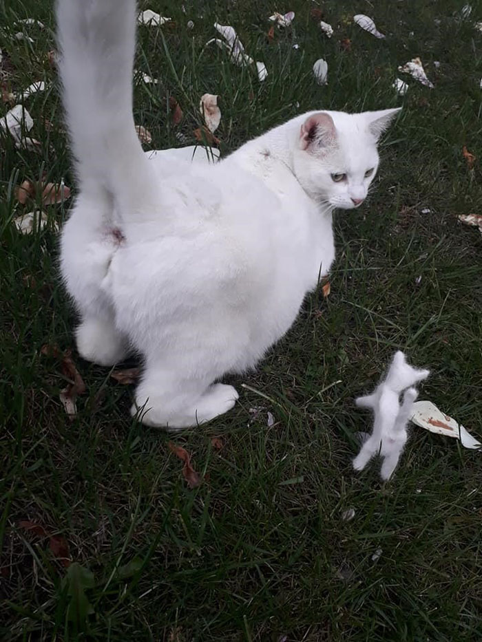 Woman Makes &#8216;A Cat Out Of Her Cat&#8217; By Using Cat&#8217;s Hair And The Result Inspires Others To Do The Same