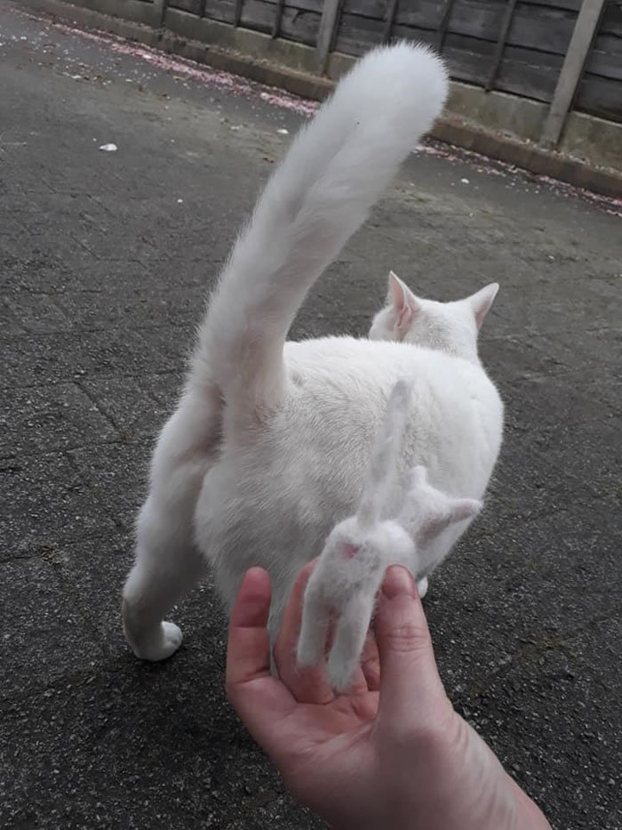 Woman Makes &#8216;A Cat Out Of Her Cat&#8217; By Using Cat&#8217;s Hair And The Result Inspires Others To Do The Same
