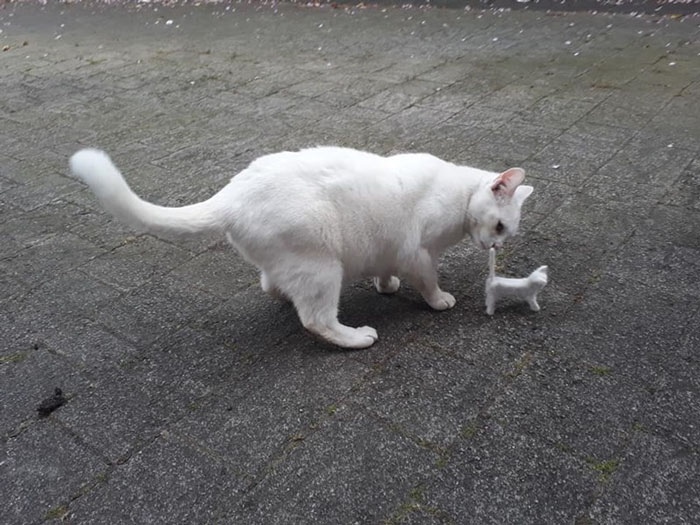 Woman Makes &#8216;A Cat Out Of Her Cat&#8217; By Using Cat&#8217;s Hair And The Result Inspires Others To Do The Same