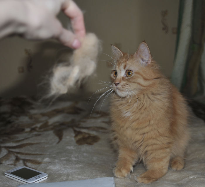 Woman Makes &#8216;A Cat Out Of Her Cat&#8217; By Using Cat&#8217;s Hair And The Result Inspires Others To Do The Same