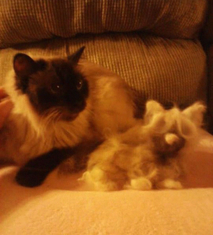 Woman Makes &#8216;A Cat Out Of Her Cat&#8217; By Using Cat&#8217;s Hair And The Result Inspires Others To Do The Same