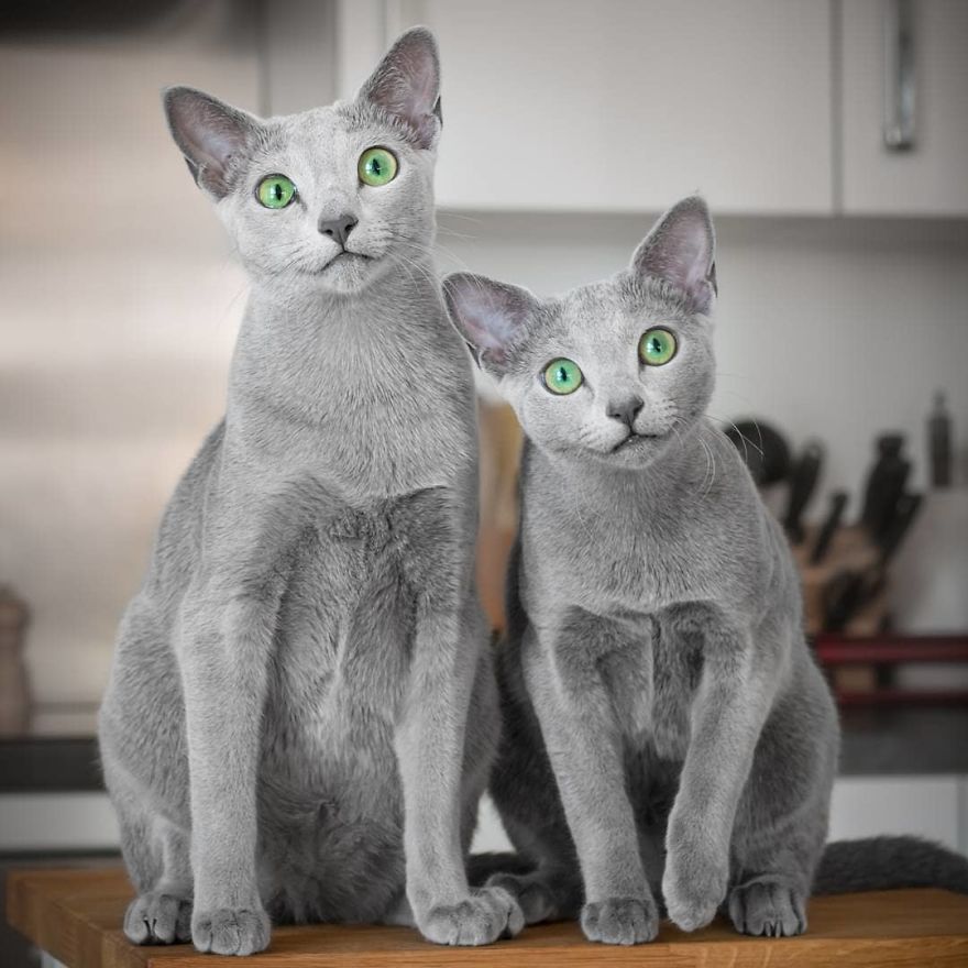 These Gorgeous Russian Blue Cats Have The Most Mesmerizing Eyes
