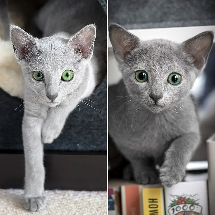 These Gorgeous Russian Blue Cats Have The Most Mesmerizing Eyes