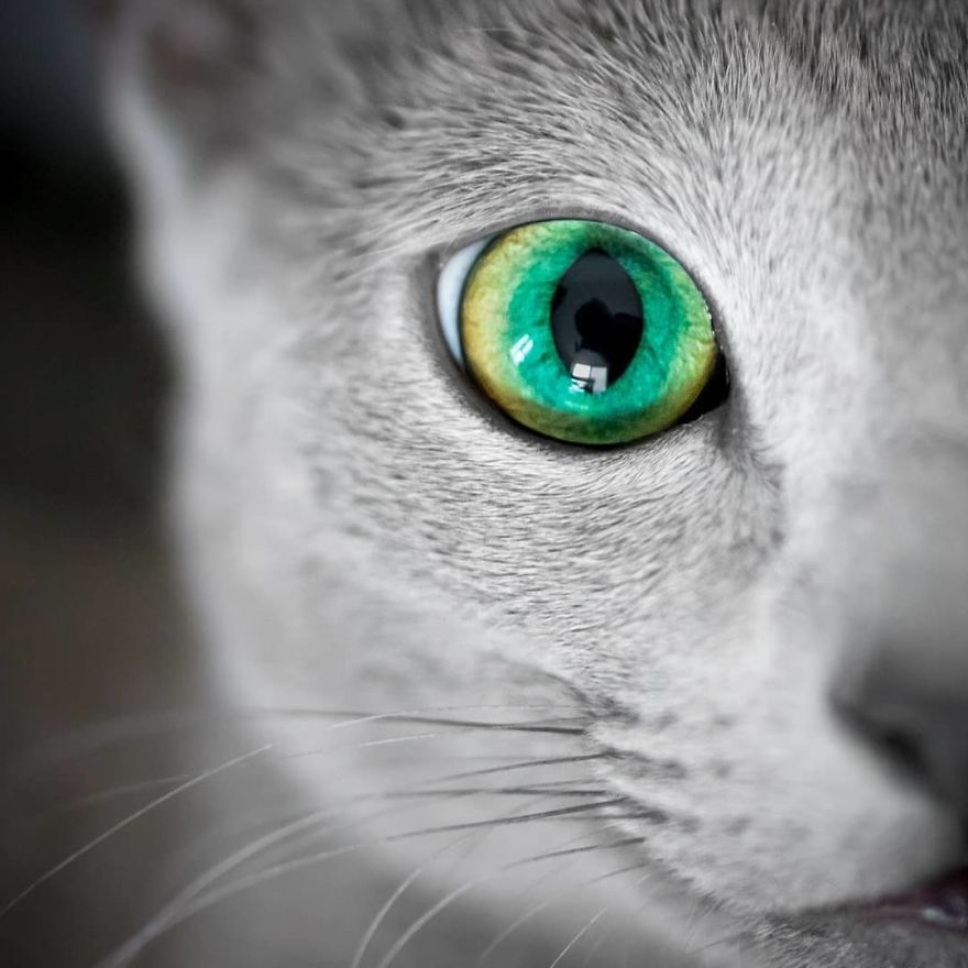These Gorgeous Russian Blue Cats Have The Most Mesmerizing Eyes