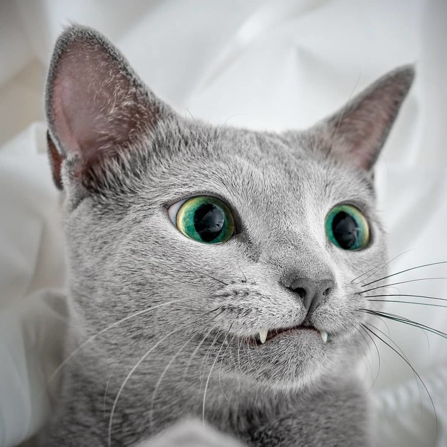 These Gorgeous Russian Blue Cats Have The Most Mesmerizing Eyes