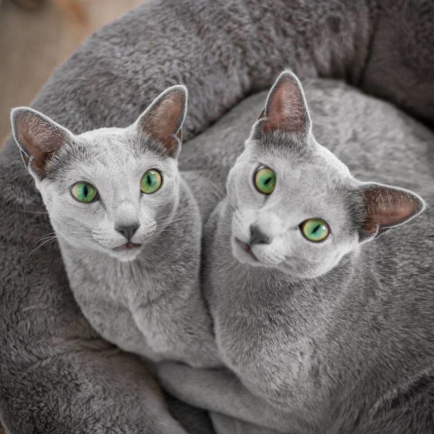 These Gorgeous Russian Blue Cats Have The Most Mesmerizing Eyes