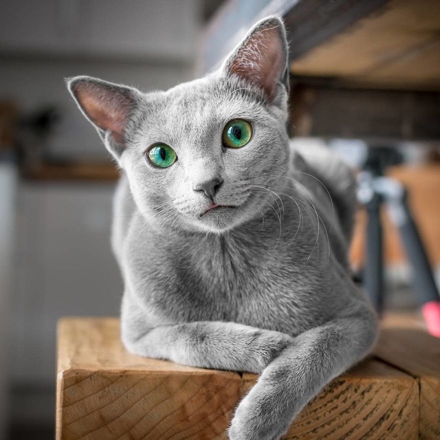 These Gorgeous Russian Blue Cats Have The Most Mesmerizing Eyes