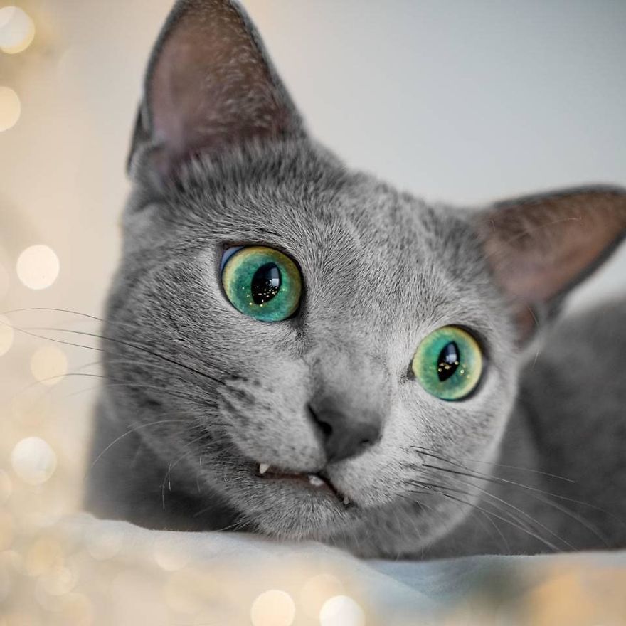 These Gorgeous Russian Blue Cats Have The Most Mesmerizing Eyes