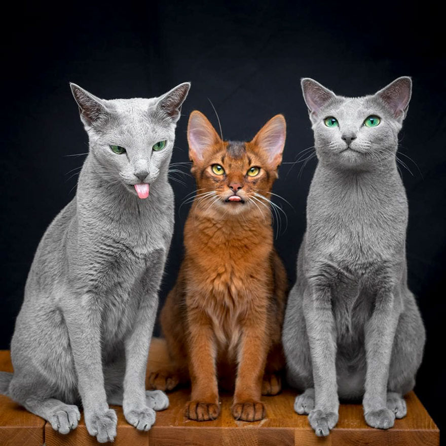 These Gorgeous Russian Blue Cats Have The Most Mesmerizing Eyes