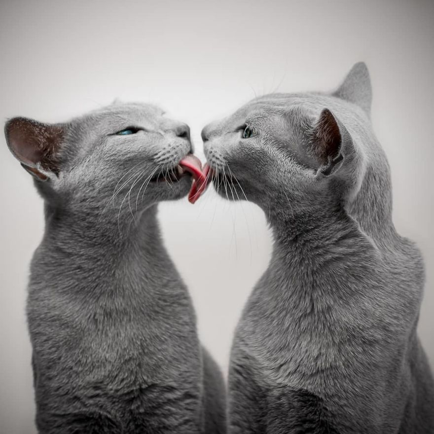 These Gorgeous Russian Blue Cats Have The Most Mesmerizing Eyes