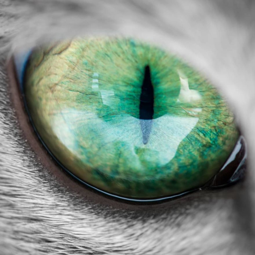 These Gorgeous Russian Blue Cats Have The Most Mesmerizing Eyes