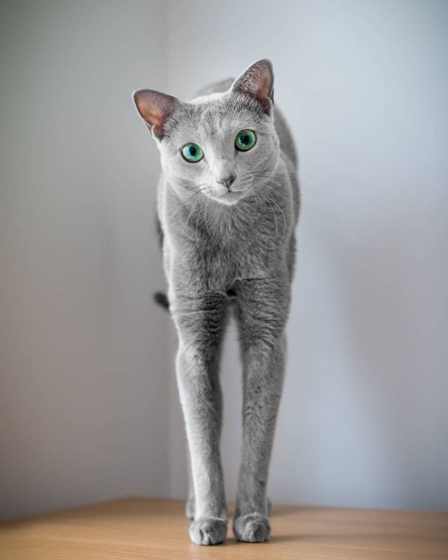 These Gorgeous Russian Blue Cats Have The Most Mesmerizing Eyes