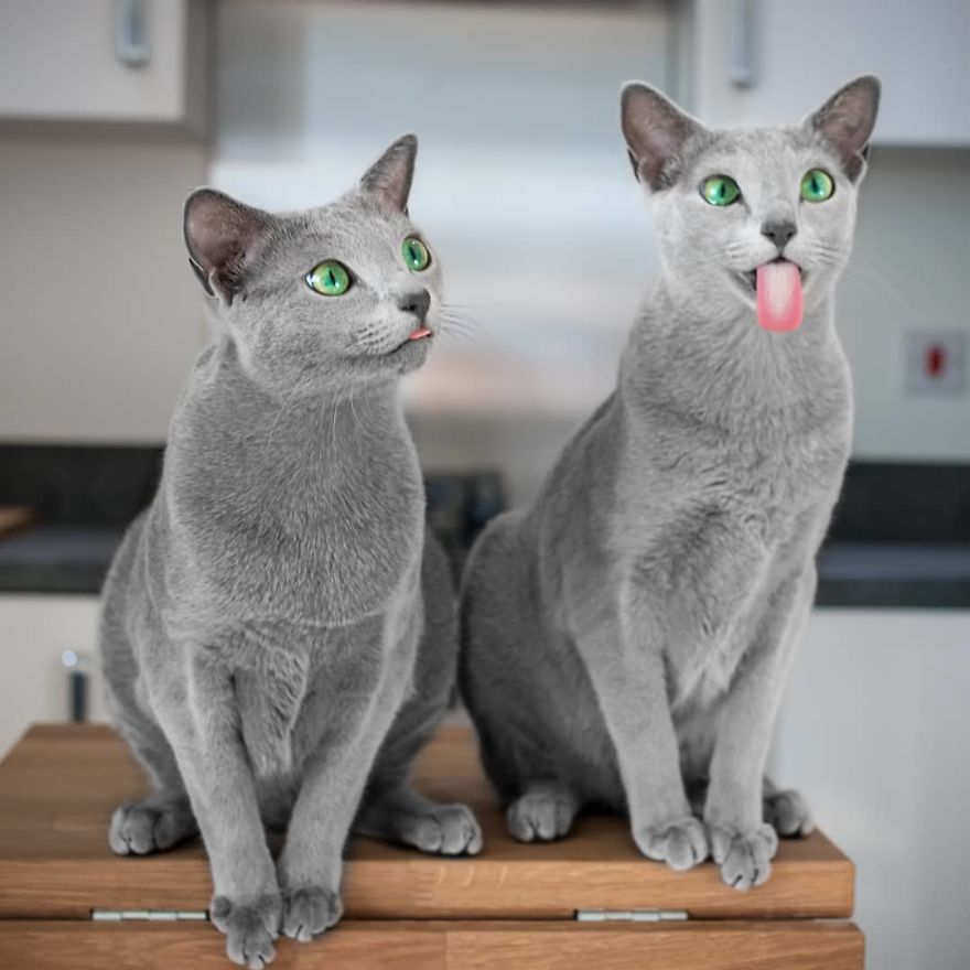 These Gorgeous Russian Blue Cats Have The Most Mesmerizing Eyes