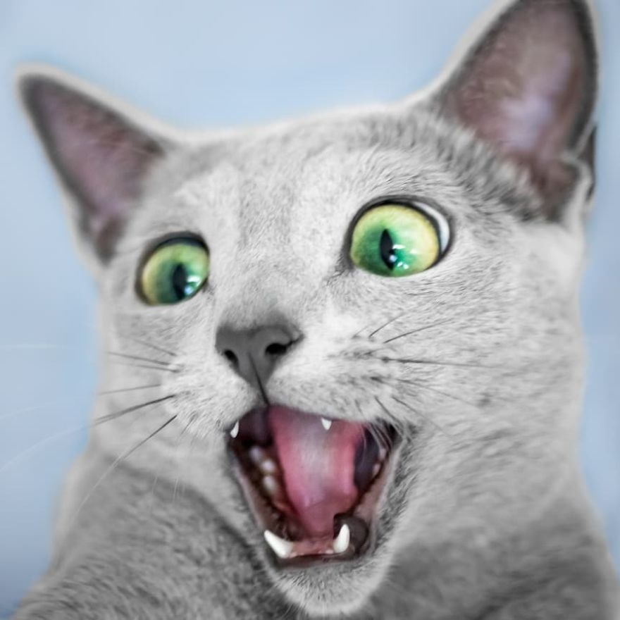 These Gorgeous Russian Blue Cats Have The Most Mesmerizing Eyes