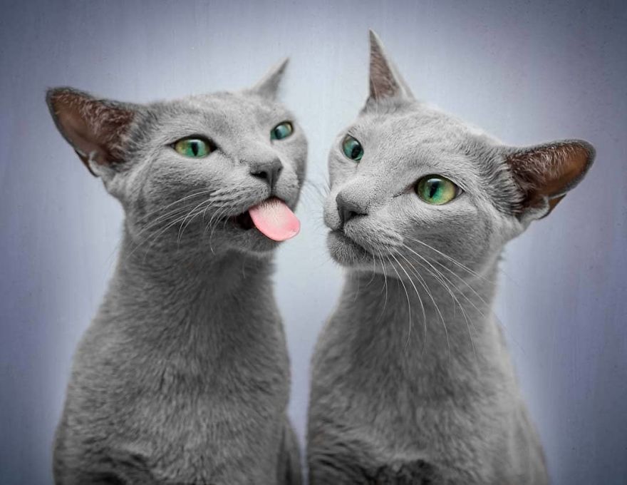 These Gorgeous Russian Blue Cats Have The Most Mesmerizing Eyes