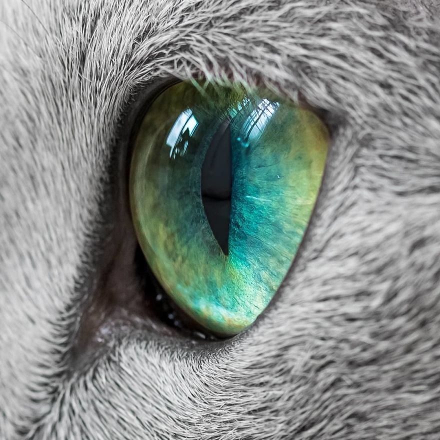 These Gorgeous Russian Blue Cats Have The Most Mesmerizing Eyes
