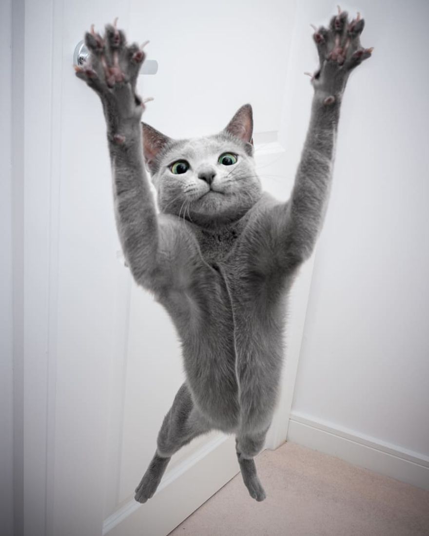 These Gorgeous Russian Blue Cats Have The Most Mesmerizing Eyes