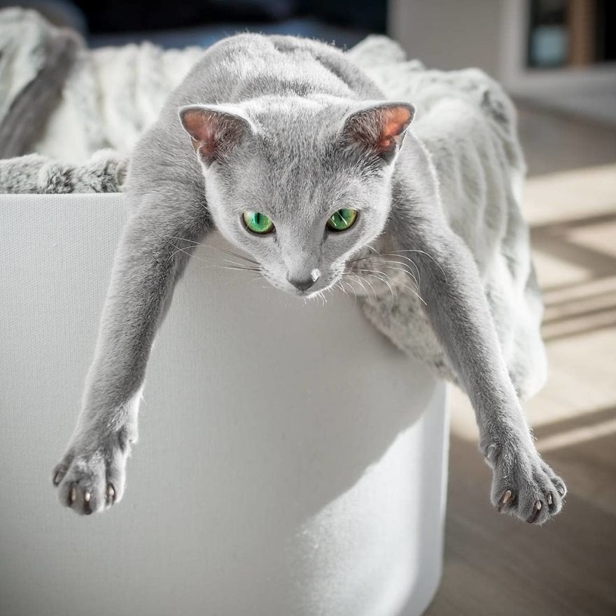 These Gorgeous Russian Blue Cats Have The Most Mesmerizing Eyes