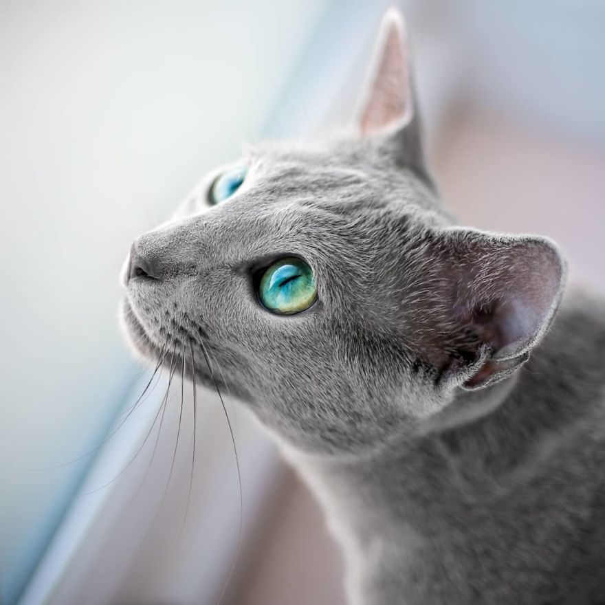 These Gorgeous Russian Blue Cats Have The Most Mesmerizing Eyes